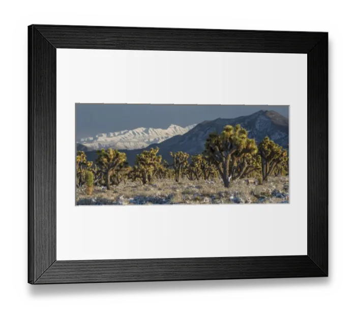 Framed Print : North America, USA, California, Death Valley National Park. Joshua Trees in the Snow Framed Print : North America, USA, California, Death Valley National Park. Joshua Trees in the Snow