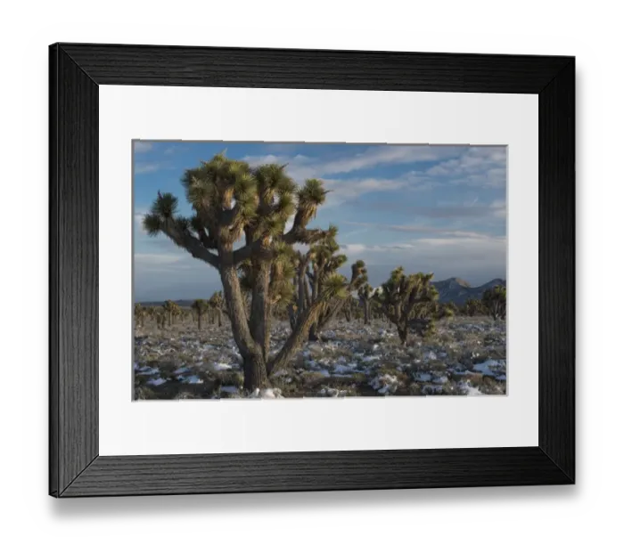 Framed Print : North America, USA, California, Death Valley National Park. Joshua Trees in the Snow Framed Print : North America, USA, California, Death Valley National Park. Joshua Trees in the Snow