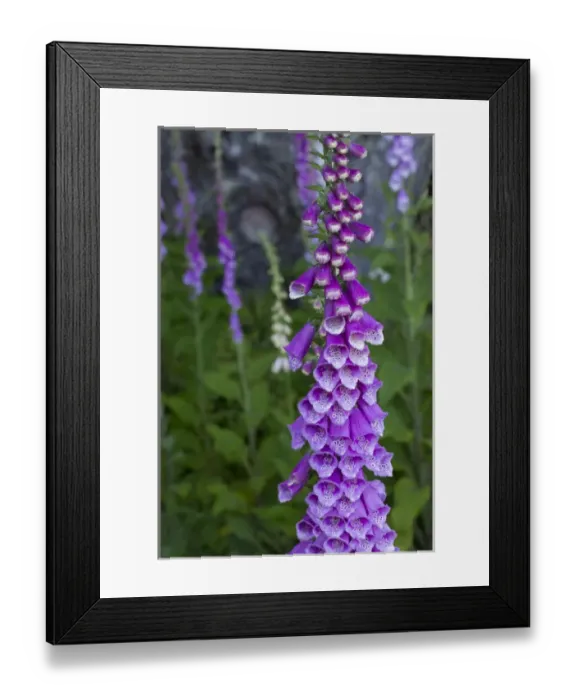 Framed Print : North America, USA, California. Foxglove (Digitalis pupurea), Bald Hills Road, Redwood National Framed Print : North America, USA, California. Foxglove (Digitalis pupurea), Bald Hills Road, Redwood National