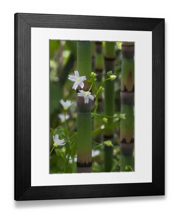 Framed Print : North America, USA, California. Scouring Rush / Horse Tail (Equisetum hyemale) Framed Print : North America, USA, California. Scouring Rush / Horse Tail (Equisetum hyemale)