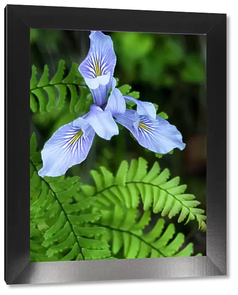 North America, USA, California. Douglas Iris (Iris douglasiana), Redwood national Park, CA