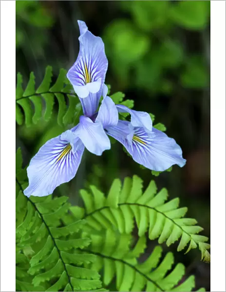 North America, USA, California. Douglas Iris (Iris douglasiana), Redwood national Park, CA