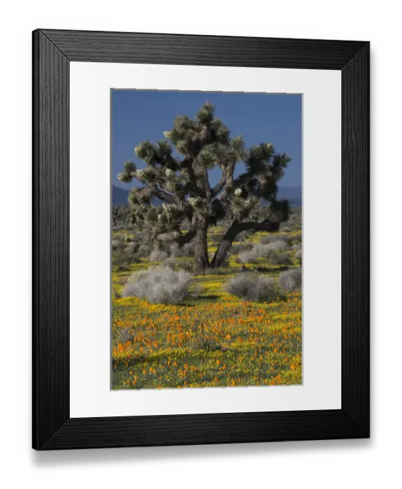 Framed Print : North America, USA, California, Mojave Desert Framed Print : North America, USA, California, Mojave Desert