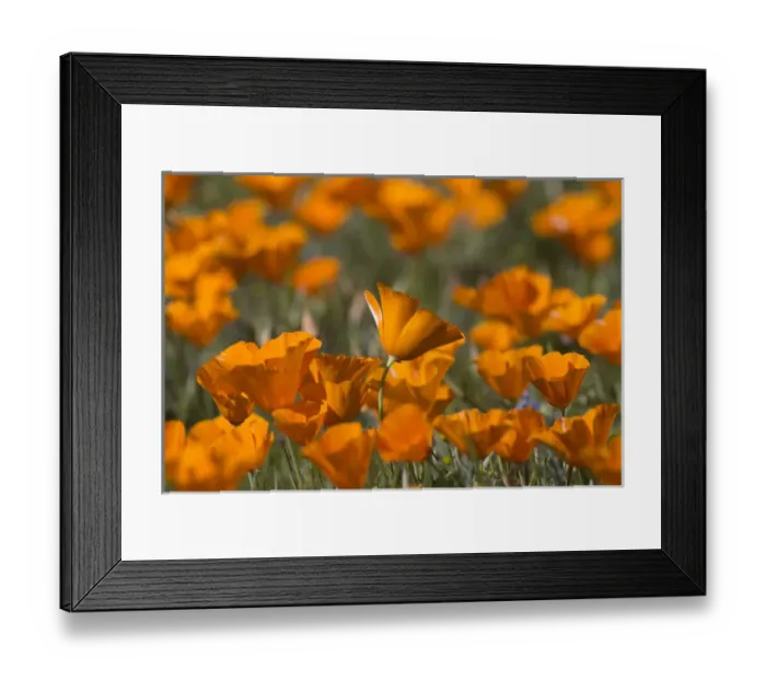 Framed Print : North America, USA, California. California Poppies (Eschscholzia californica), blooming Framed Print : North America, USA, California. California Poppies (Eschscholzia californica), blooming