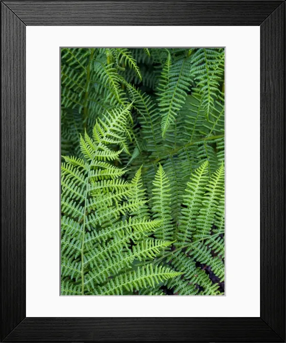 Framed Print : North America, USA, California. Bracken Fern (Pteridium aquilinum, Redwood State Framed Print : North America, USA, California. Bracken Fern (Pteridium aquilinum, Redwood State