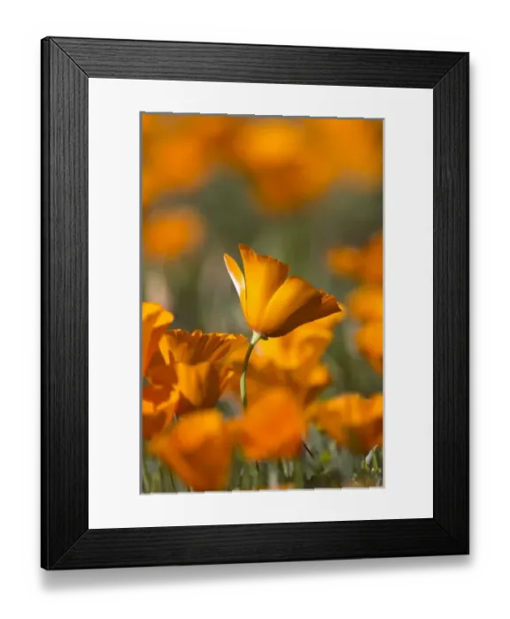 Framed Print : North America, USA, California. Detail of California Poppy (Eschscholzia californica) Framed Print : North America, USA, California. Detail of California Poppy (Eschscholzia californica)