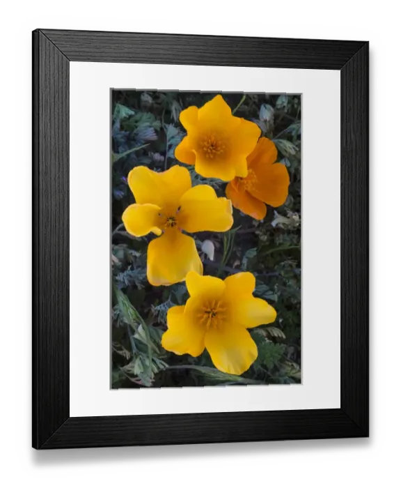 Framed Print : North America, USA, California. California Poppies (Eschscholzia californica) blooming Framed Print : North America, USA, California. California Poppies (Eschscholzia californica) blooming