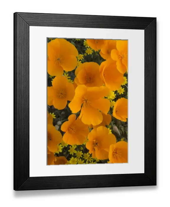 Framed Print : North America, USA, California. California Poppies (Eschscholzia californica) and Goldfields