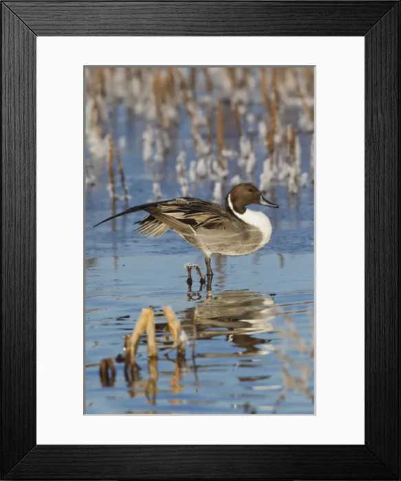 Framed Print : Northern Pintail Drake on Ice Framed Print : Northern Pintail Drake on Ice