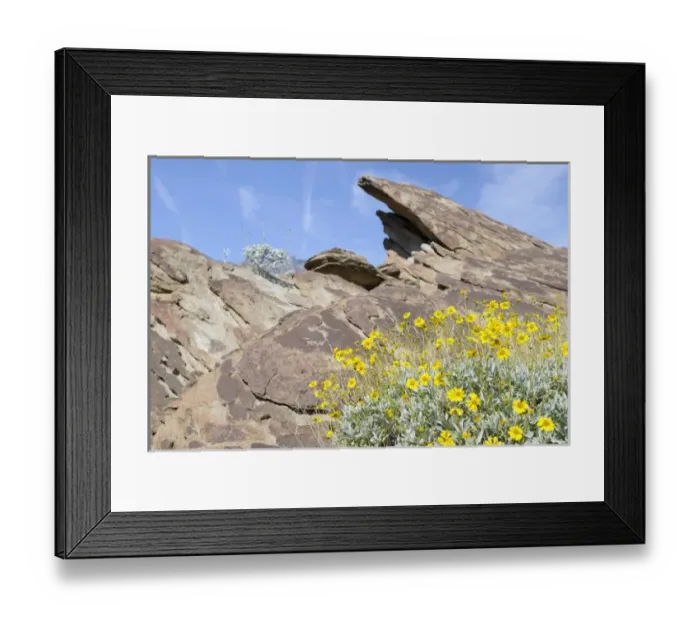 Framed Print : USA, California, Palm Springs, Indian Canyons. Desert Marigold (Baileya multiradiata)