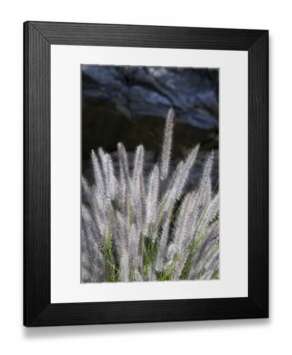 Framed Print : USA, California, Palm Springs, Indian Canyons. Backlit grasses