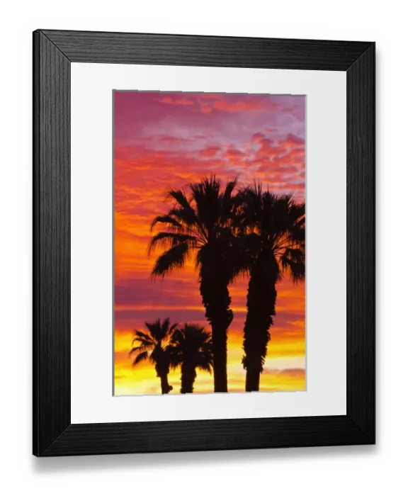 Framed Print : Silhouetted palms at sunrise, Anza-Borrego Desert State Park, California Framed Print : Silhouetted palms at sunrise, Anza-Borrego Desert State Park, California