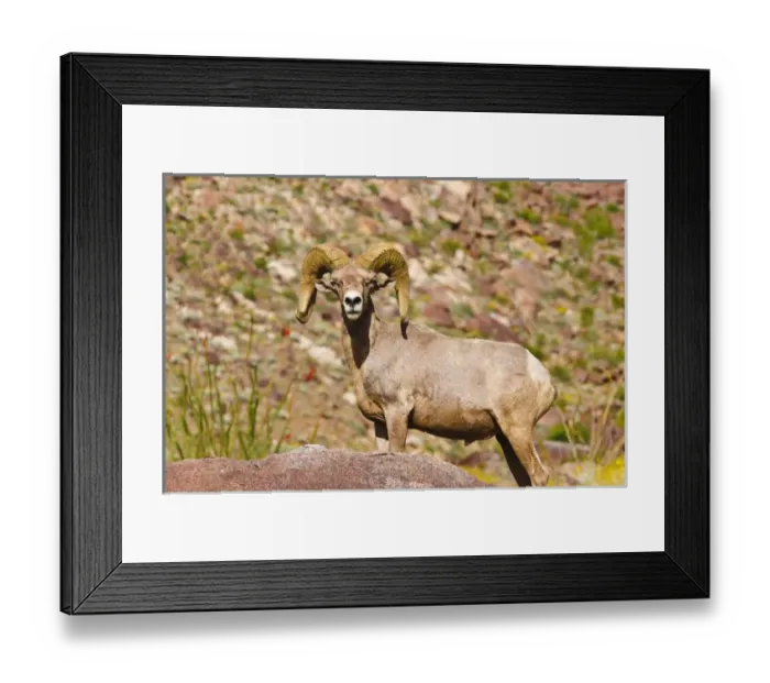 Framed Print : Peninsular Bighorn Sheep (Ovis canadensis cremnobates), Anza-Borrego Desert State Park Framed Print : Peninsular Bighorn Sheep (Ovis canadensis cremnobates), Anza-Borrego Desert State Park