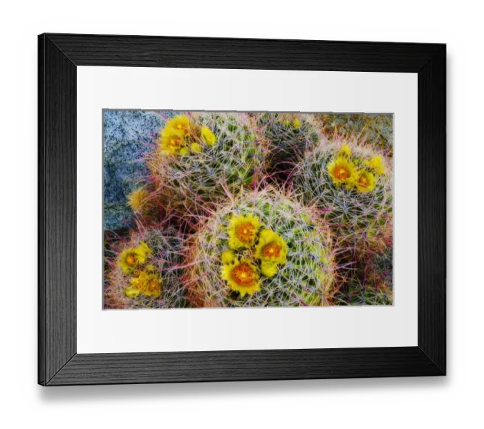 Framed Print : Barrel cactus in bloom, Anza-Borrego Desert State Park, California