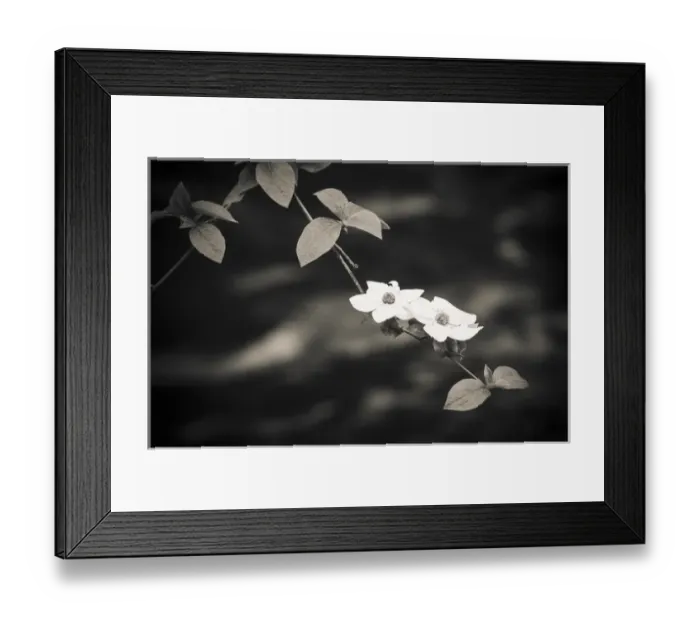Framed Print : Mountain Dogwood (Cornus nuttallii) above the Merced River, Yosemite National Park