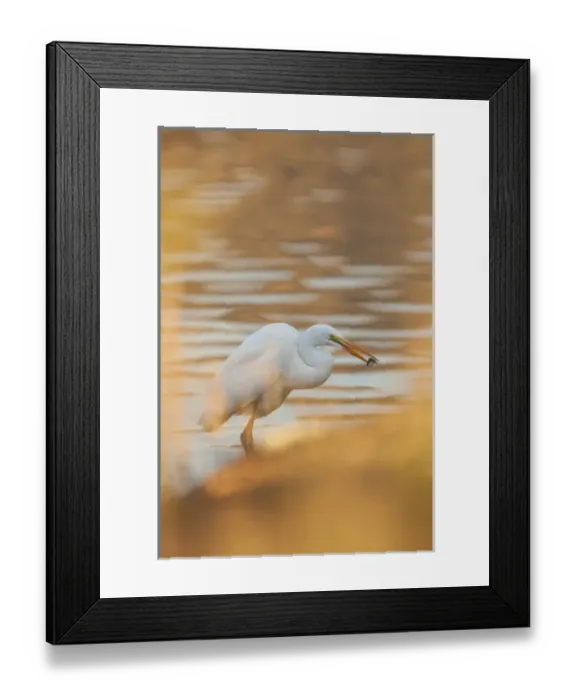 Framed Print : Lake Murray. San Diego, California. A Great Egret and catch caught through Framed Print : Lake Murray. San Diego, California. A Great Egret and catch caught through