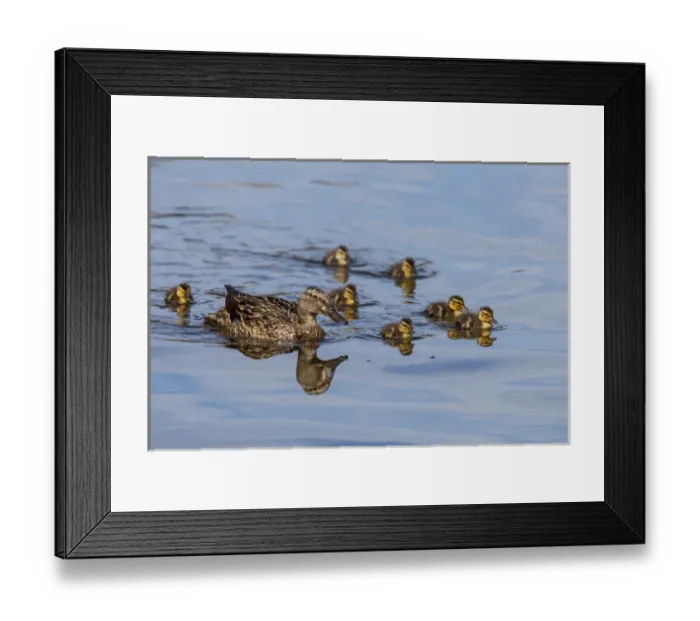 Framed Print : The hen and brood of young Mallard chicks on the waters of Lake Murray Framed Print : The hen and brood of young Mallard chicks on the waters of Lake Murray