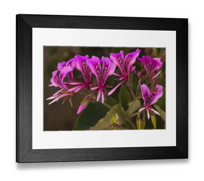 Framed Print : Pink Spider Geranium Blooms Framed Print : Pink Spider Geranium Blooms