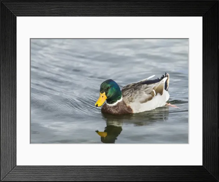 Framed Print : Mallard Drake afloat on the serene waters of Lake Murray, San Diego, California