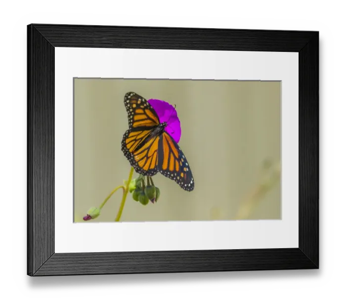 Framed Print : Sipping Monarch Butterfly on a Putple Bloom Framed Print : Sipping Monarch Butterfly on a Putple Bloom