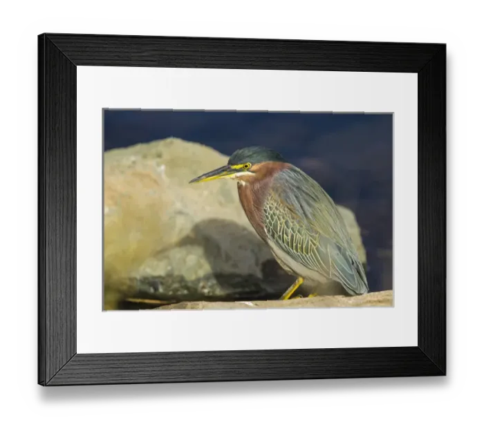 Framed Print : Green Heron in Repose on the Shore of Lake Murray, San Diego, California Framed Print : Green Heron in Repose on the Shore of Lake Murray, San Diego, California