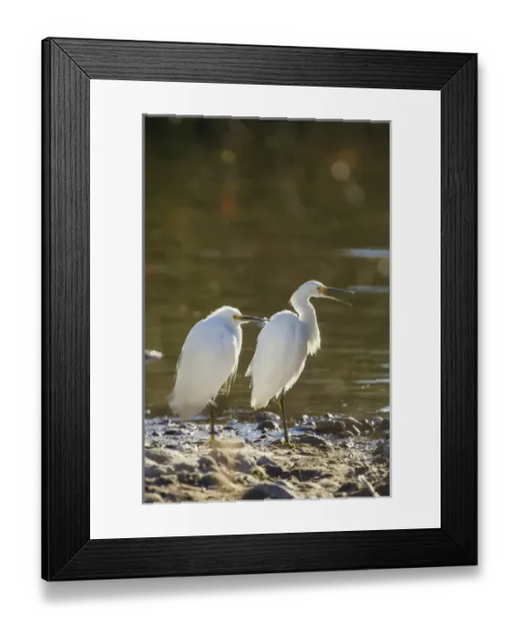 Framed Print : Snowy Egret Pair on the Shore of Lake Murray, San Diego, California Framed Print : Snowy Egret Pair on the Shore of Lake Murray, San Diego, California