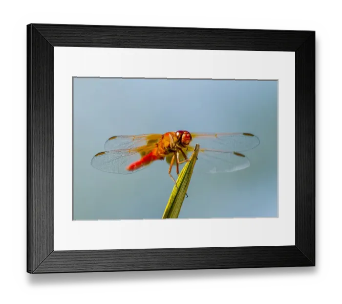 Framed Print : Flame Skimmer Dragonfly Drying its Wings on a Daytime Perch Framed Print : Flame Skimmer Dragonfly Drying its Wings on a Daytime Perch