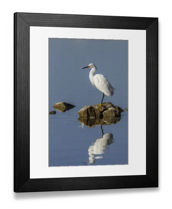 Framed Print : Snowy Egret perched on Shoreline Rocks of Lake Murray, San Diego, California Framed Print : Snowy Egret perched on Shoreline Rocks of Lake Murray, San Diego, California