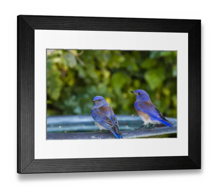 Framed Print : Western Bluebird ( Sialia mexicana) Perched on a Backyard Birdbath Framed Print : Western Bluebird ( Sialia mexicana) Perched on a Backyard Birdbath