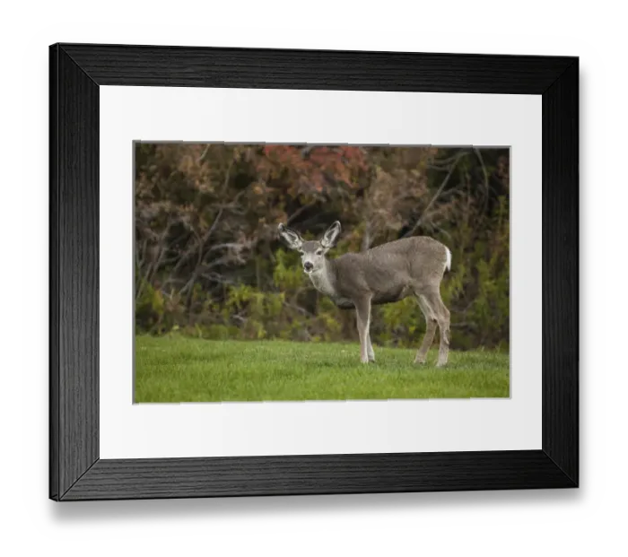 Framed Print : Mule Deer Doe on the Lawn at Mono County Park, Mono Lake, California Framed Print : Mule Deer Doe on the Lawn at Mono County Park, Mono Lake, California
