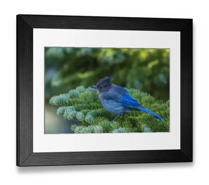 Framed Print : Stellers Jay perched on a Fir Bough at Mammoth Lakes California Framed Print : Stellers Jay perched on a Fir Bough at Mammoth Lakes California