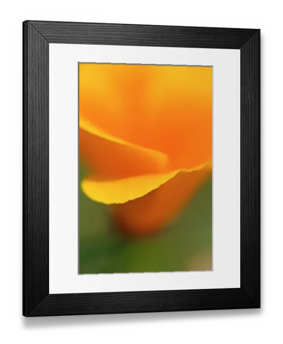 Framed Print : California Poppy detail (Eschscholtzia californica), Antelope Valley, California Framed Print : California Poppy detail (Eschscholtzia californica), Antelope Valley, California