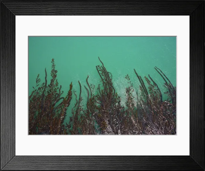 Framed Print : Kelp off of pier at San Simeon State Beach, San Luis Obispo County, California, USA