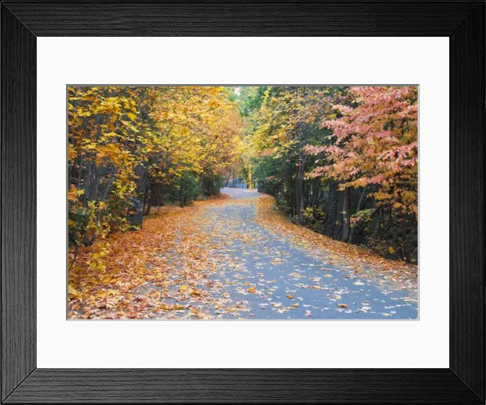 Framed Print : Fall color along the Mirror Lake road, Yosemite Valley, Yosemite National Park, California