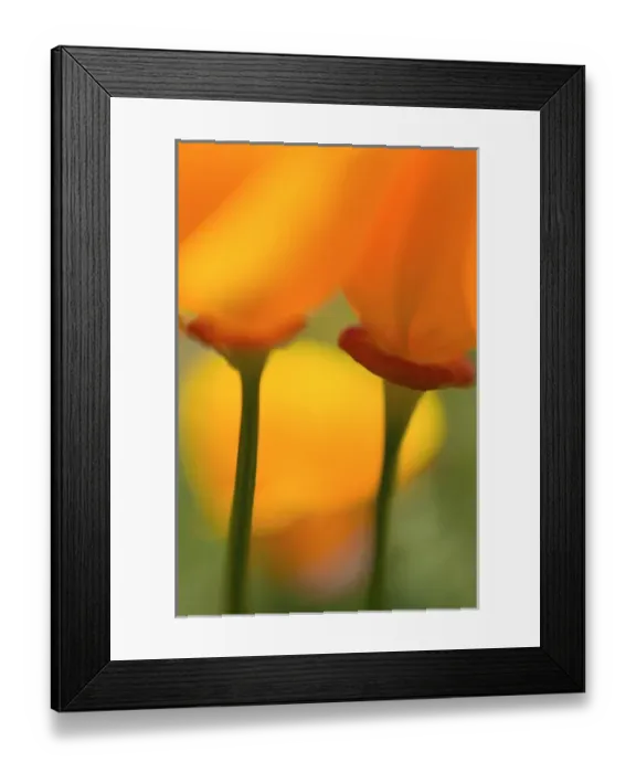 Framed Print : California Poppies (Eschscholzia californica), Antelope Valley, California Framed Print : California Poppies (Eschscholzia californica), Antelope Valley, California
