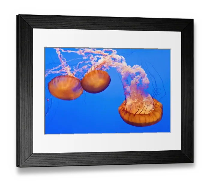 Framed Print : Sea nettles (Chrysaora fuscescens) at the Monterey Bay Aquarium, Monterey, California