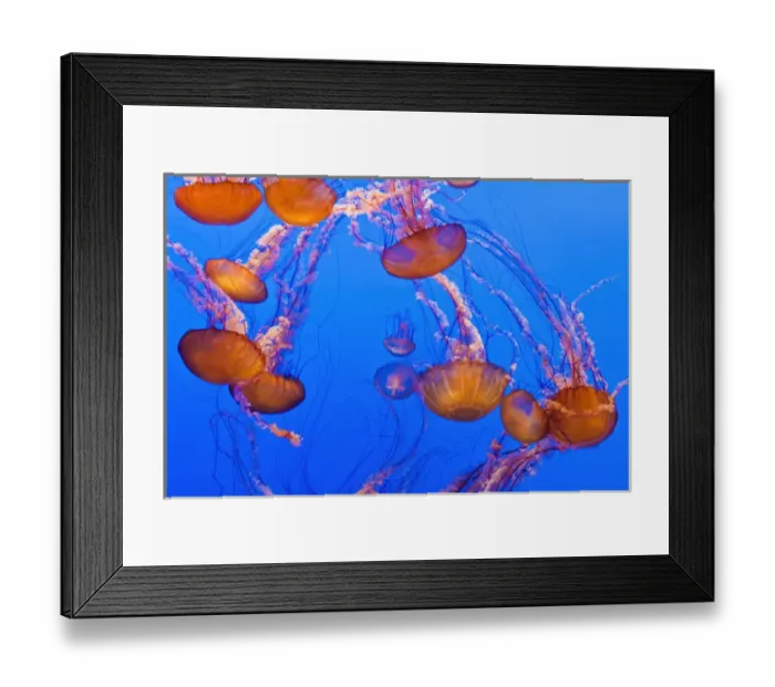 Framed Print : Sea nettles (Chrysaora fuscescens) at the Monterey Bay Aquarium, Monterey, California Framed Print : Sea nettles (Chrysaora fuscescens) at the Monterey Bay Aquarium, Monterey, California