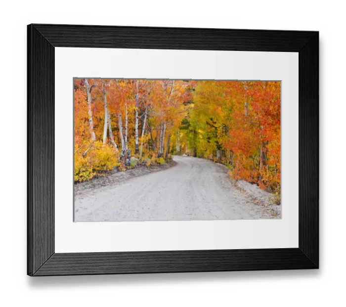 Framed Print : Fall color along the North Lake road, Inyo National Forest, Sierra Nevada Mountains Framed Print : Fall color along the North Lake road, Inyo National Forest, Sierra Nevada Mountains