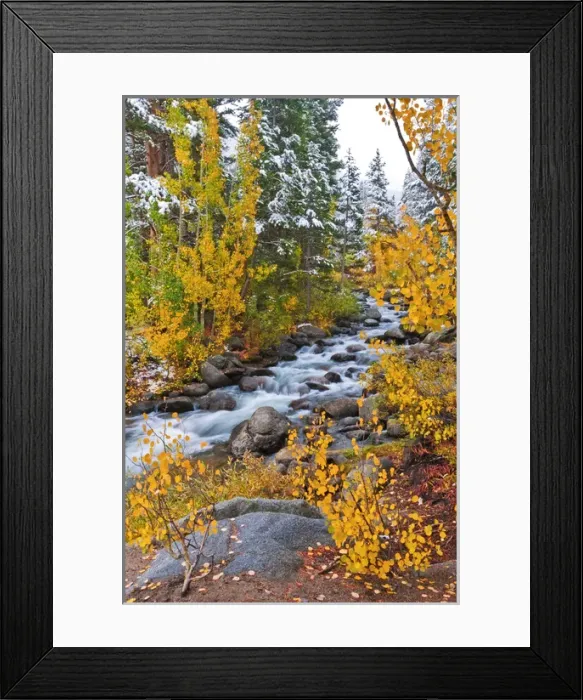 Framed Print : Fresh snow on fall aspens and pines along Bishop Creek, Inyo National Forest, Sierra