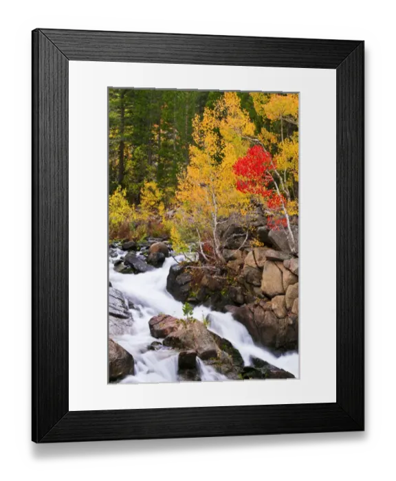 Framed Print : Fall color along Bishop Creek, Inyo National Forest, Sierra Nevada Mountains, California