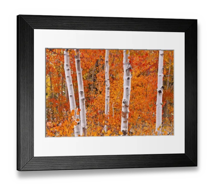 Framed Print : Fresh snow on fall aspens along Bishop Creek, Inyo National Forest, Sierra Nevada Mountains Framed Print : Fresh snow on fall aspens along Bishop Creek, Inyo National Forest, Sierra Nevada Mountains