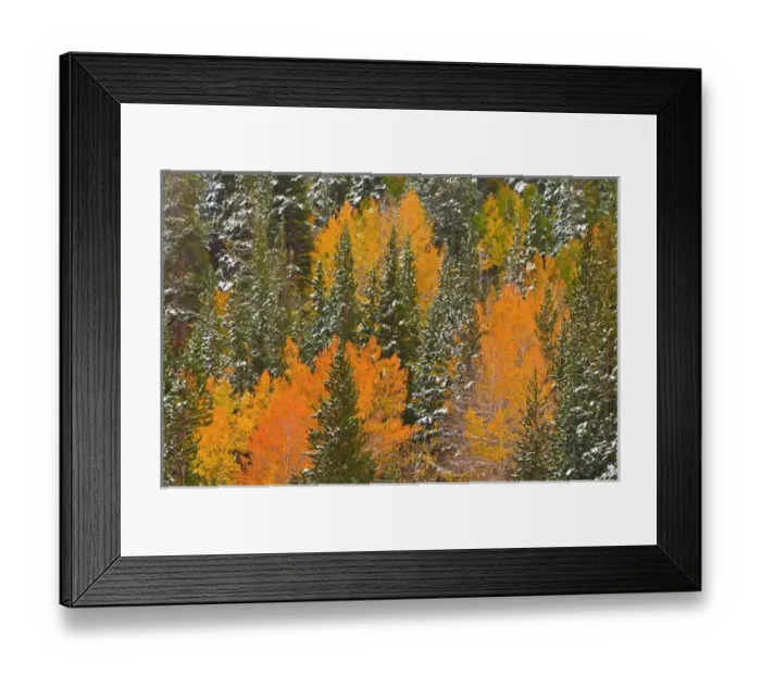 Framed Print : Fresh snow on fall aspens and pines along Bishop Creek, Inyo National Forest, Sierra Framed Print : Fresh snow on fall aspens and pines along Bishop Creek, Inyo National Forest, Sierra
