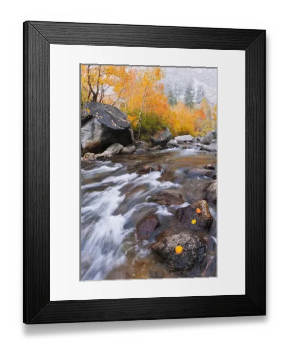 Framed Print : Fresh snow on fall aspens along Bishop Creek, Inyo National Forest, Sierra Nevada Mountains Framed Print : Fresh snow on fall aspens along Bishop Creek, Inyo National Forest, Sierra Nevada Mountains