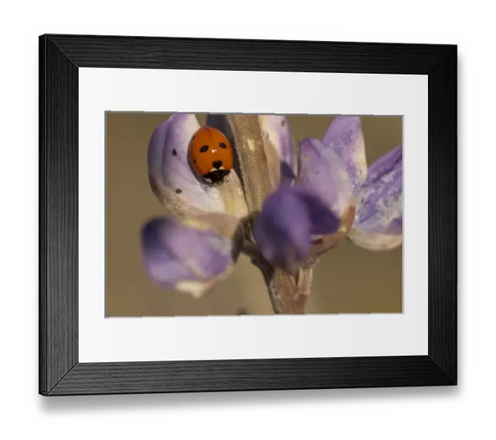 Framed Print : Ladybird beetle on lupine flowers, Santa Monica Mountains National Recreation Area Framed Print : Ladybird beetle on lupine flowers, Santa Monica Mountains National Recreation Area