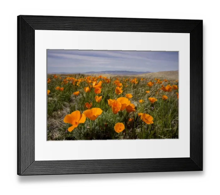 Framed Print : California poppies in bloom, Lancaster, California Framed Print : California poppies in bloom, Lancaster, California