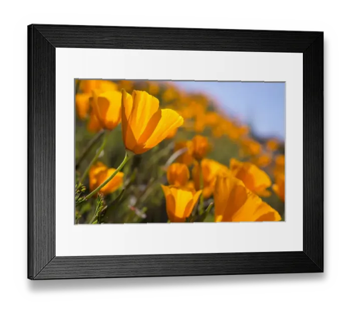 Framed Print : California Poppies, California Central Coast near Paso Robles Framed Print : California Poppies, California Central Coast near Paso Robles