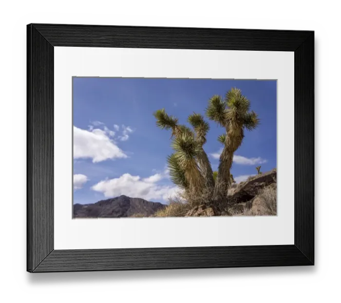 Framed Print : Joshua Trees, Death Valley National Park, California