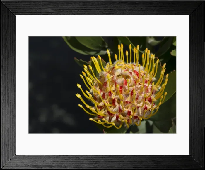 Framed Print : Proteus flower, Cal Poly Botanic Garden, San Luis Obispo, California Central Coast