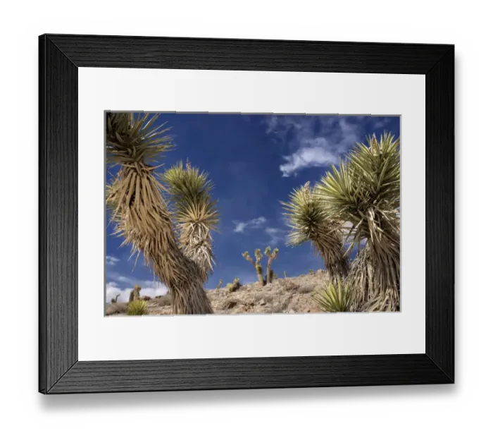 Framed Print : Joshua Trees, Death Valley National Park, California Framed Print : Joshua Trees, Death Valley National Park, California