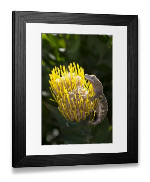 Framed Print : Eyelash gecko on proteus flower, Cal Poly Botanic Garden, San Luis Obispo, California
